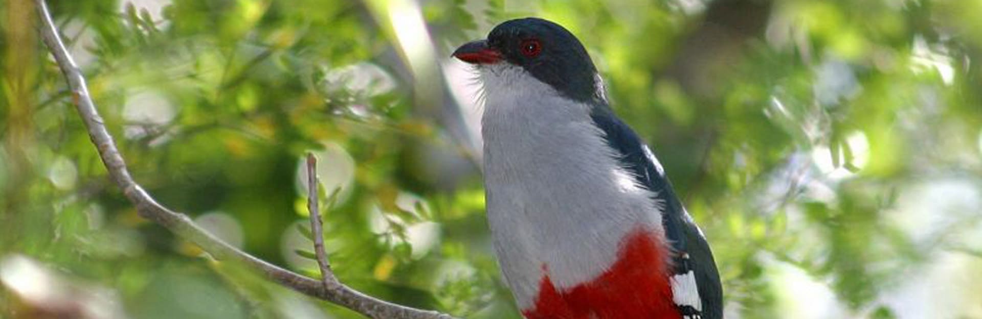 Tocororo, Nationalvogel, Kuba
